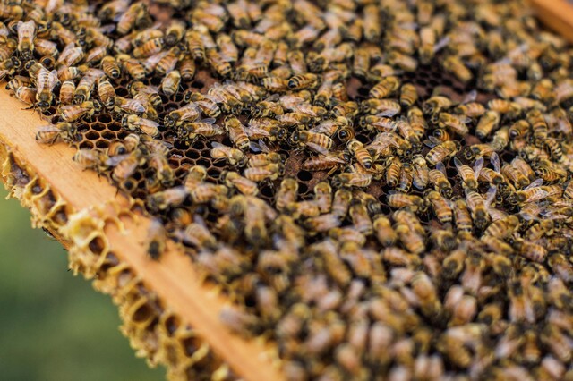 Working Together for Healthy Bees & Strong Hives
