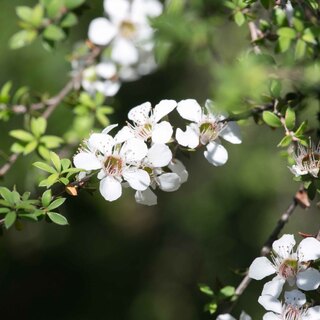 New Mānuka Tests a Great Start to Protecting Our Future