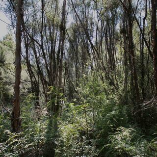 Mānuka trees face serious threat to survival