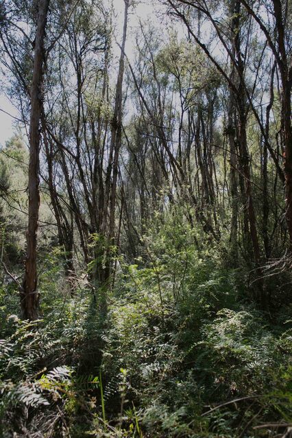 Mānuka trees face serious threat to survival