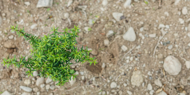 Planting 4m Trees Significant Jump for Trees That Count