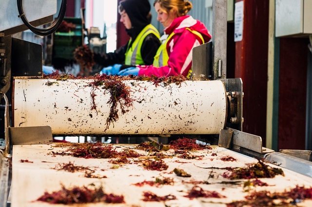 New Seaweed Factories Call for More Collectors
