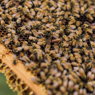 Working Together for Healthy Bees & Strong Hives