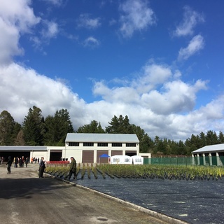 Manuka Group Supports Iwi Nursery Initiative