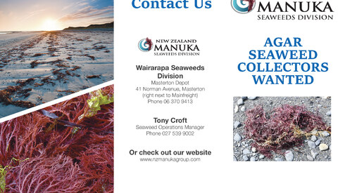Agar Seaweed Collectors Wanted Flyer