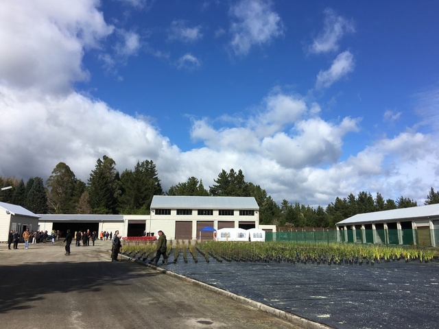 Manuka Group Supports Iwi Nursery Initiative