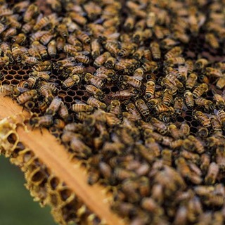 Announcing our Northland Beekeeping Partnership