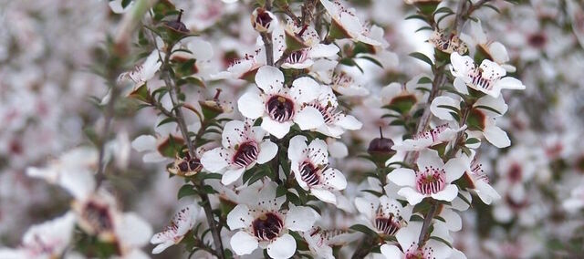 The history of Mānuka