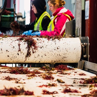 New Seaweed Factories Call for More Collectors