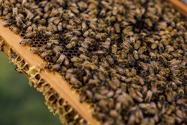 Announcing our Northland Beekeeping Partnership