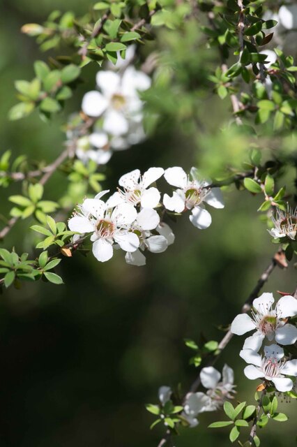 New Mānuka Tests a Great Start to Protecting Our Future